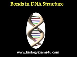 Double helix DNA model by Watson and Crick
