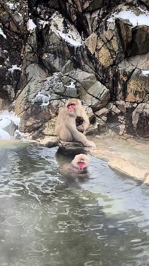 長野県の地獄谷で楽しめる猿の温泉体験