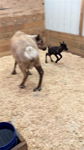 Baby reindeer zoomies 🏎️ 😎 #reindeer #deer #babyanimals #calf #animals #pets #cute #cuteanimals