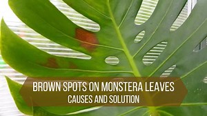 Brown Spots On Monstera Leaves: 5 Common Causes and Solution