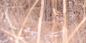 Missouri Department of Conservation enforces fines for feeding deer in certain counties