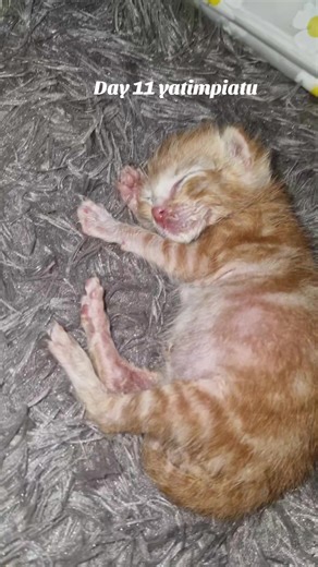 Please stay healthy, okay! #kittycat #kucinglucu #kucingtiktok #fypシ #kucingyatimpiatu