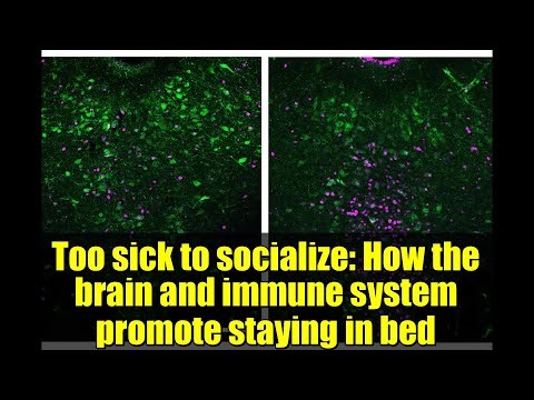 Too sick to socialize: How the brain and immune system promote staying in bed