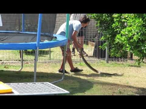 Jarrah caught a Carpet Python