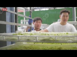 Fruit Drying Machine Dried Mango Process Manufacturing Plant