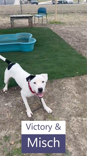 🌸🐾 Victory & Misch: The Ultimate Duo! 🐾🌸 Meet 𝗩𝗶𝗰𝘁𝗼𝗿𝘆, the fetch champion, and 𝗠𝗶𝘀𝗰𝗵, the self-care queen who loves a spa day. These two share a kennel, and their friendship is as heartwarming as it gets. Whether they’re zooming around together or just enjoying each other’s company, they make every moment fun! They can be adopted 𝘁𝗼𝗴𝗲𝘁𝗵𝗲𝗿 𝗼𝗿 𝘀𝗲𝗽𝗮𝗿𝗮𝘁𝗲𝗹𝘆 and are both eligible to go to 𝗳𝗼𝘀𝘁𝗲𝗿! Come meet them today and 𝗠𝗮𝗿𝗰𝗵 𝗜𝗻𝘁𝗼 𝗦𝗽𝗿𝗶𝗻𝗴 with y