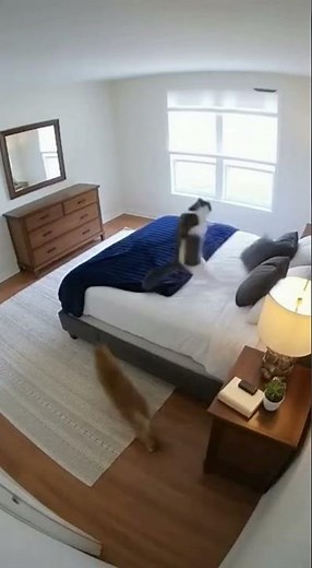 OH MY GOD!!! Cat Causes Chaos While Owner Is Away! #wildlife #catshorts #animals