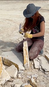 71K views · 1.8K reactions | UNCOMMON phareodus FISH fossil found in...