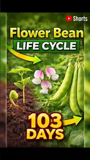 The Entire Life Cycle of Flower Bean in 103 Days 🌱