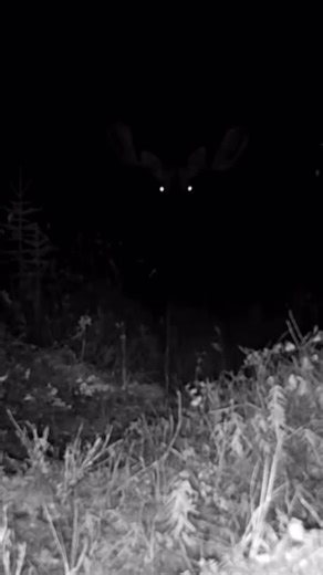 Night vision! #outdoors #wild #trailcam #camera #animals #wildanimals ...