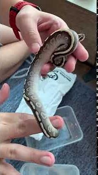 unboxing ball python