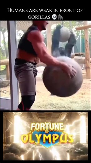 wierd_world on Instagram: "a gorilla is significantly stronger than a human. ​Studies suggest that gorillas are generally 4 to 10 times stronger than the average human, especially in upper body strength. ​Here are a few key points of comparison: ​Muscle Mass: Gorillas have about 1.5 to 2 times the muscle mass of a human, and their muscle fibers are denser and longer. ​Raw Strength: An adult gorilla's upper body alone can reportedly support over 1,800 pounds (816 kg) in pulling force. For compari