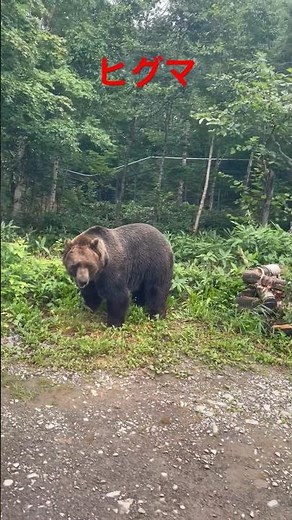 【ヒグマ発見！！】ヒグマの恐怖 #北海道 #ヒグマ #ベアマウンテン