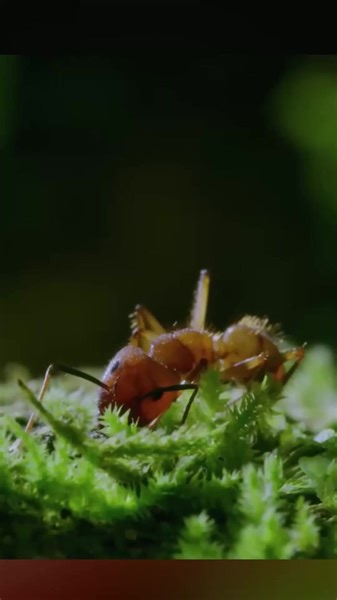 1.3K views · 17 reactions | The Zombie Ant Fungus #zombie #ANTS #fungi #knowledge #animalfacts #fyp | Nature Lens | Facebook