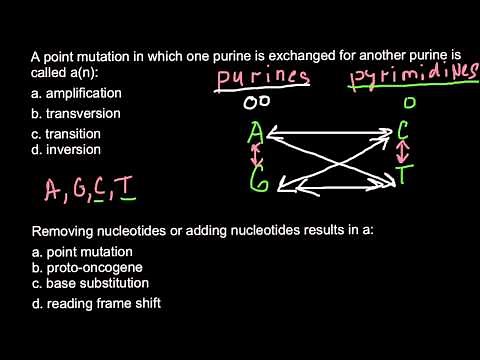 Transition and Transversion - what is the difference?