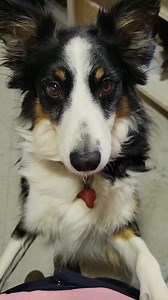 Here we go again with BELLA #bordercollie #animallover #smartdog #fbreels | Eve Rufino