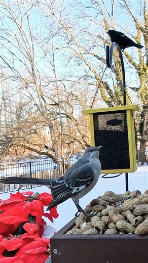 This Mockingbird Showed Up on My LIVE Feeder Cam 🐦