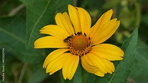 Slow motion: bee is flying and collecting pollen from yellow flower - false sunflower, heliopsis helianthoides: close up, macro view. Summer time, blooming and flowers pollination concept