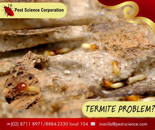 Did you know termites eat more than just wood? These ever-hungry insects also chew through plastic, fabric, and even wallpaper. While they prefer wood, they’ll devour almost anything plant-based. Their nonstop feeding makes them notorious destroyers of homes and buildings! #termitecontrol #pestcontrol #termite #pest