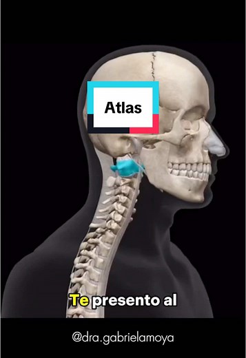 Explorando el Atlas: Primera Vértebra Cervical