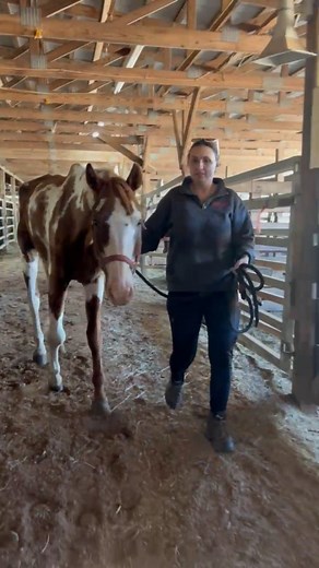 Last night I got a text about a skinny gelding who’d been left behind at the sale barn after the weekend auction. No one bought him, and no one came back for him. The auction house asked if a rescue would come pick him up as soon as possible, being that he's emaciated, limping with huge swollen knee and probably not going to last much longer. Bella and I rushed up to get him today, and sure enough this sweet boy is in really bad shape. Bella wanted to name him Monroe - she said that's the name t