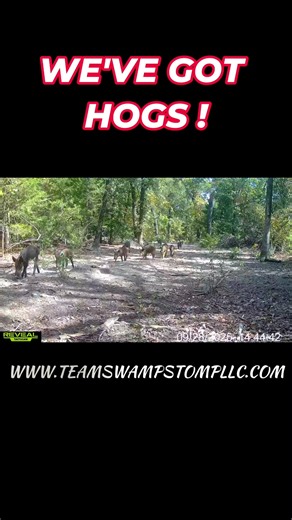 They're Here! #wildboar #hunting #hoghunting