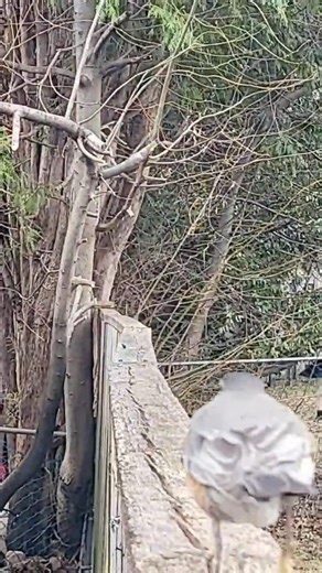 🐦‍⬛Bird looking 👀for Squirrel 🐿️ 🩵🤎