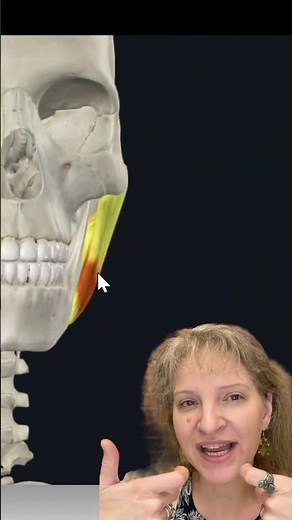 Masseter Muscle Explained | Origin, Insertion, Actions + MBLEx Tip