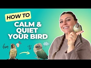 How to get your Green Cheek Conure to BE QUIET!