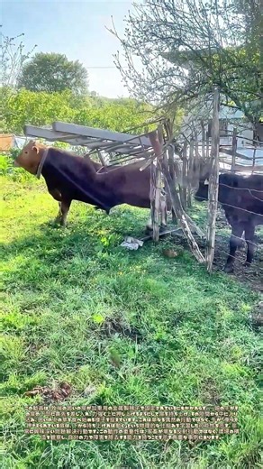 重しを載せても動かす：金属梯子ごと押し開ける牛の鼻先
