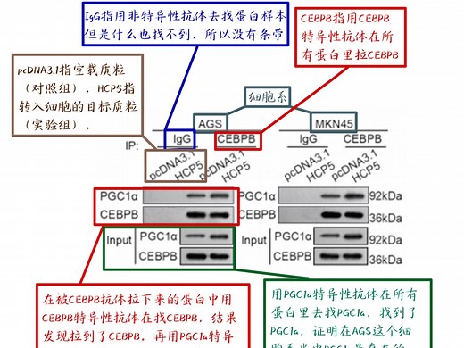 小白必看的CO-IP读图分析 实验教程