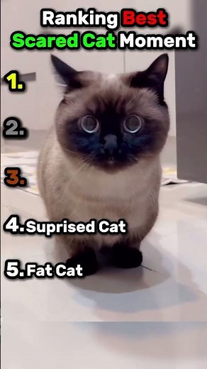 Ranking Best Scared Cat Moment #shorts #cats