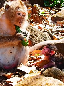 Hungry Mom Elsa busy eating cucumber and ignoring her newborn baby is starving ' #beautiful #monkeydluffy #monkeycute #babymonkey #monkeyface #lovely #monkey #cute #animals #animalsbaby #poormonkey #monkeycry #funny #funnyvideo #cuteanimals | Monkey TV7