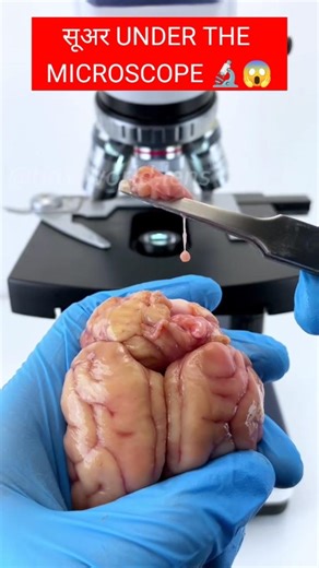 सूअर 😱 under the microscope 🔬😱#sorts #facts #viral #youtube #video #100millon #100kvews