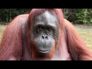 TALKING APE WOWS SCIENTISTS