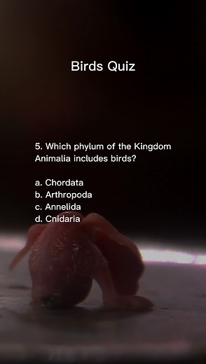 Birds Quiz #quiz #science #birds #education | Nick's Questions