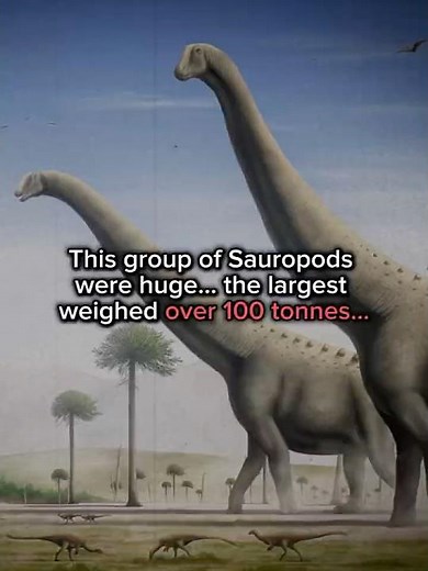 The Largest Animals Ever…