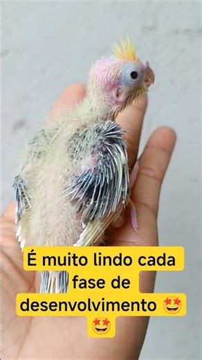 Desenvolvimento de um bebê calopsita 😍 #cutepets #calopsita #viralvideo