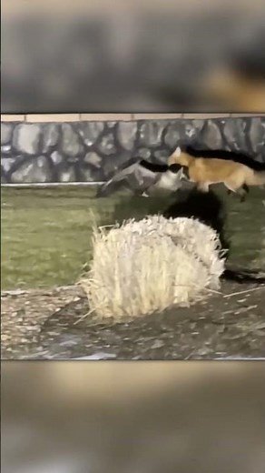 Midnight Hunt: Fox Catches a Goose in the Dark