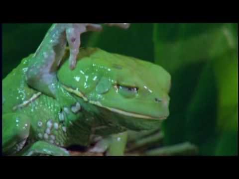 The Waxy Monkey Frog