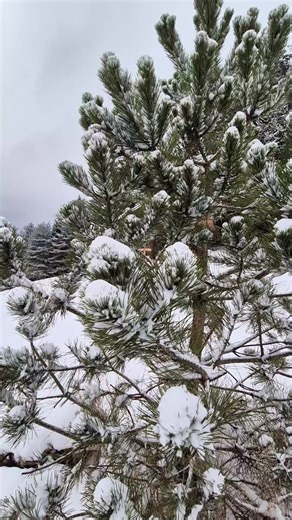 @Rokfortvoblakoch 🤎🤍🤍🤎 #harrypotter