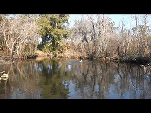 Pelican catching fish