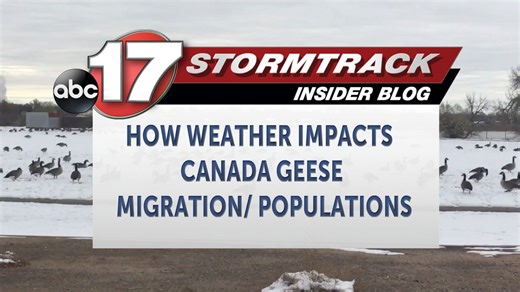 How weather impacts Canada Geese migration and populations