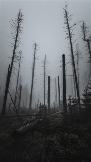 Hisoka 2.0 on Instagram: "𝗙𝗼𝗹𝗹𝗼𝘄 𝗸𝗮𝗿𝗹𝗼 𝘆𝗿𝗿 🥹 While waiting from a distance, I learned a dark truth: wanting is the root of suffering 🎭 +1 . . You can pour an ocean of devotion into another soul and still find your harbor empty when they sail. 🍃🕊️ Love does not grant you tenure in another’s heart. You can be everything to yourself in the act of loving, and still be someone they learn to live without. This is the quiet, unromantic truth of attachment: your irreplaceability is a f