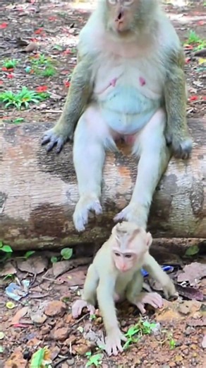 Life of Monkeys: What's going on? Mom seems annoyed with you.