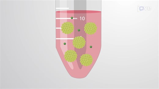 Generating Neural Progenitors from Mouse Embryonic Stem Cells by the Hanging Drop Method