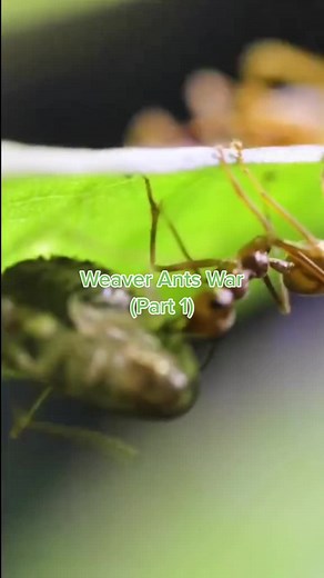 AntsCanada on TikTok