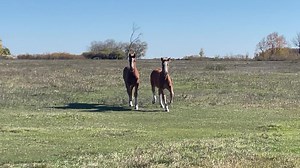 20K views · 748 reactions | Happy Canadian Thanksgiving! 2023 has been a challenging year but we still have many things to be thankful for. | MM RANCH | Facebook
