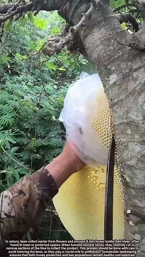 Scientific Honey Harvesting from Tree-Based Bee Hives Process Explained