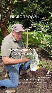 Planting a “Silver Germander “ tough carpet plant that loves spreading on banks or spilling over walls and kerbs. Planting time is from now, available in webshop https://pergolanurseries.ecwid.com ALL IRELAND DELIVERY 🚚 32 Counties WEBSHOP https://pergolanurseries.ecwid.com Pergola Nurseries Garden Corner, Virginia,Co Cavan A gardeners oasis of quality plants Open Tuesday to Saturday 10.30-6 Open Sundays 2-6 | Pergola Nurseries Garden Corner